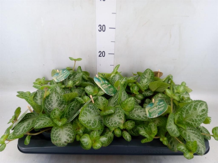 Episcia cupreata 'Minty Imp'