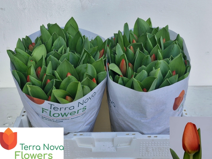 <h4>TU EN ORANGE SHERPA</h4>