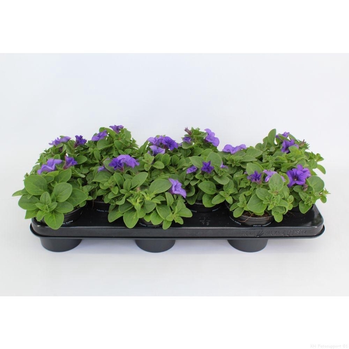 <h4>surfinia Heavenly blue</h4>