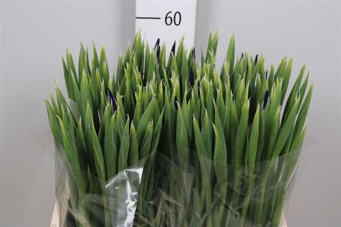<h4>Iris Hong Kong</h4>