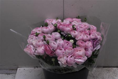 <h4>Cloni Super Nebbia</h4>