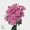 DI BARB BARBARELLA PINK DI BARB B P