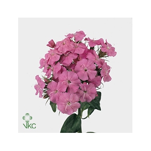 DIANTHUS BARBATUS BARBARELLA PINK