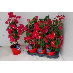 BOUGAINV DANIA
