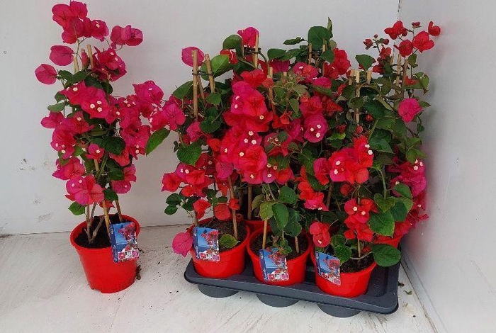 <h4>BOUGAINV DANIA</h4>
