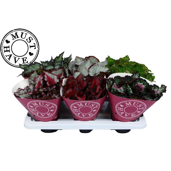 <h4>Begonia blad Beleaf gemengd</h4>