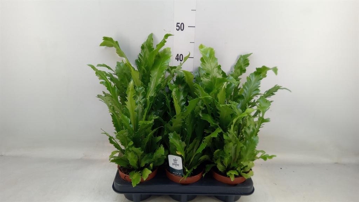<h4>Asplenium nidus 'Campio'</h4>