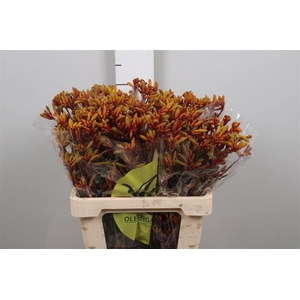 Anigoz Orange Velvet