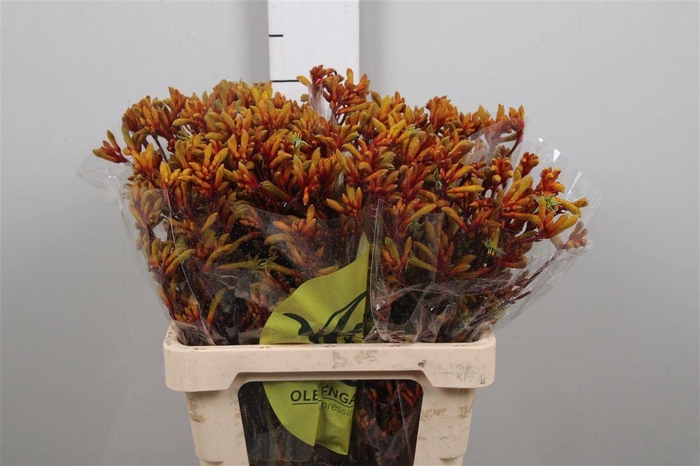 <h4>Anigoz Orange Velvet</h4>