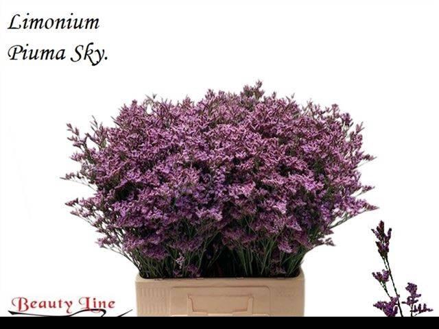 <h4>LIM PIUMA SKY</h4>