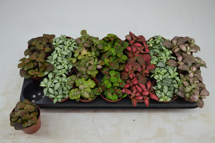 <h4>FITT GEM 7 KL</h4>