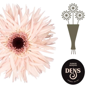 Gerbera Spider Cream Springs Water/Hoes x80