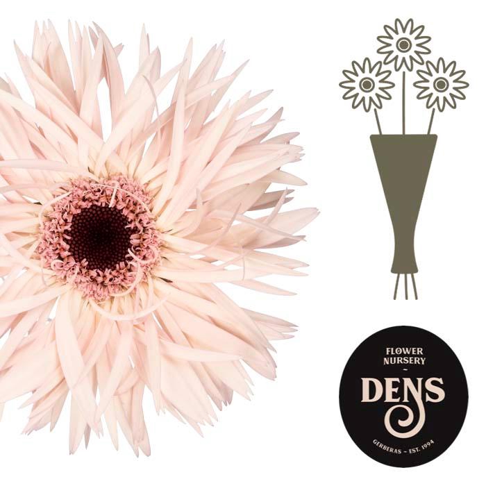 <h4>Gerbera Spider Cream Springs Water/Hoes x80</h4>