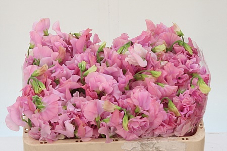 Lathyr Parfum P Pink 50cm