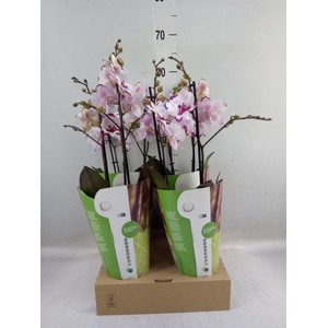 Phalaenopsis   ...rose