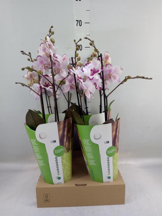 <h4>Phalaenopsis ...rose</h4>