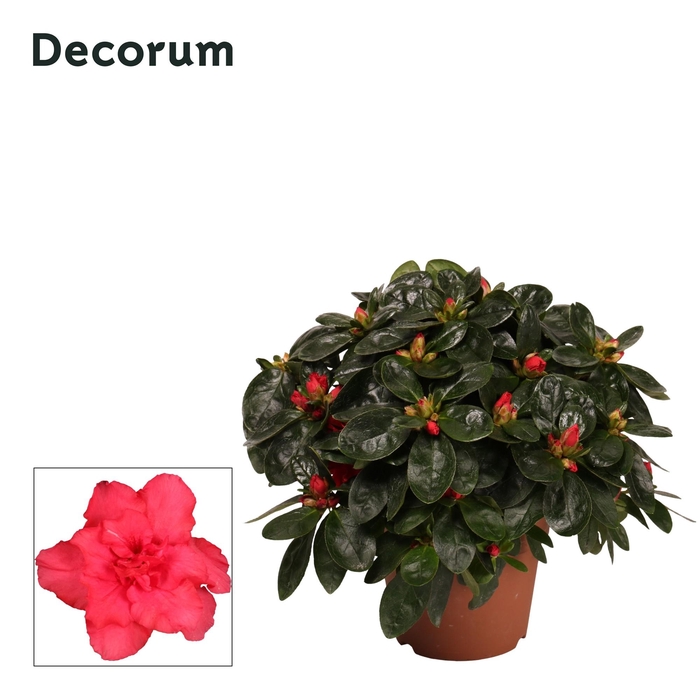 <h4>Azalea Red P12</h4>