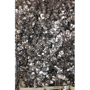 Euca Cinerea Klbh Champagne 200cm