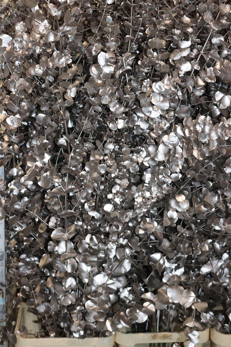 <h4>Euca Cinerea Klbh Champagne 200cm</h4>