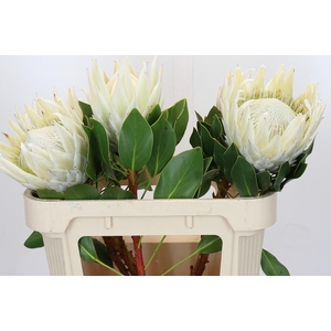 Protea Cyn. Ayoba Arctic Ice