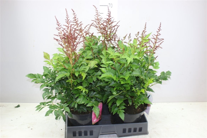 <h4>Astilbe Ja Henry Noblett X</h4>
