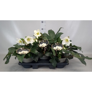 Helleborus  'Ice N Roses White'