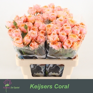 R Tr Keijsers Coral Opstal