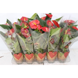 ANTHURIUM VARIADO P12
