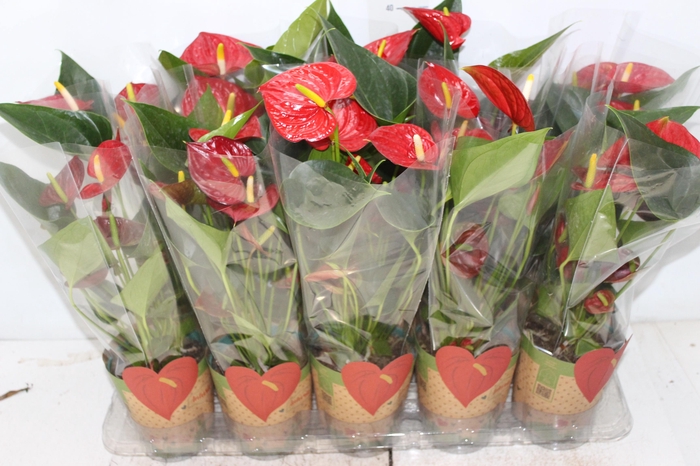<h4>ANTHURIUM VARIADO P12</h4>