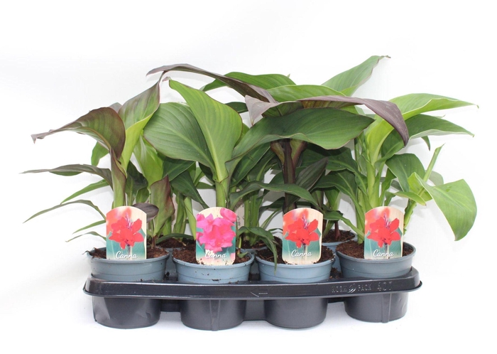 <h4>Canna Cannova</h4>