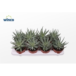 Aloe Humilis