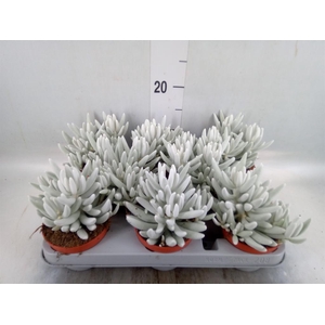 Senecio   ...