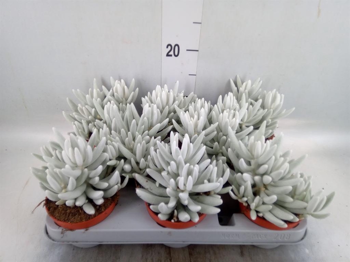 <h4>Senecio   ...</h4>