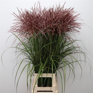 Miscanthus Rotfeder