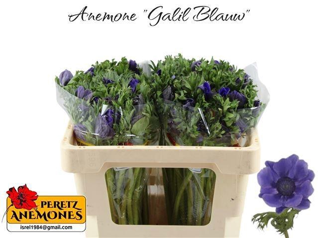 <h4>ANEM CO GALIL BLAUW</h4>