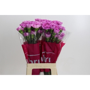 Dianthus St Yukari Scuro