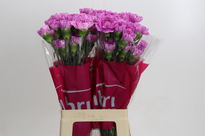 <h4>Dianthus St Yukari Scuro</h4>