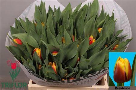 <h4>Tu En Residence</h4>