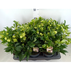 Helleborus  'JWLS Winterbells'
