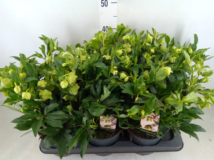 <h4>Helleborus  'JWLS Winterbells'</h4>