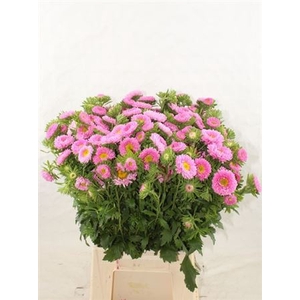 Callis Mats Pink
