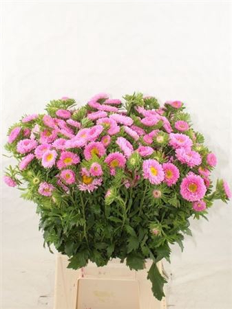 <h4>Callis Mats Pink</h4>