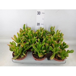 Crassula ovata 'Horn Tree'