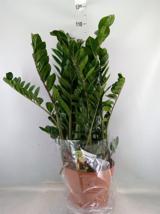 <h4>Zamioculcas zamiifolia</h4>