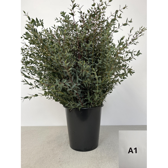 <h4>EUC PARVIFOLIA PB</h4>