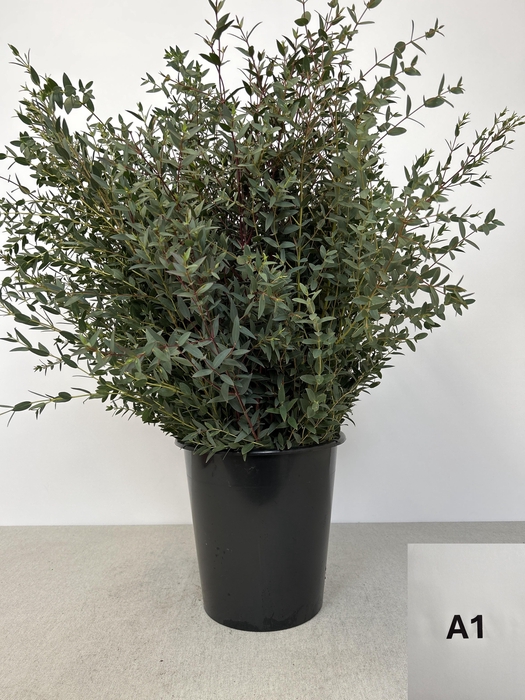 EUC PARVIFOLIA PB