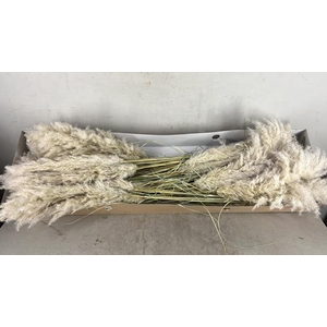 Df Pampas 115cm Hollands