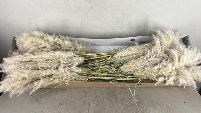 Df Pampas 115cm Hollands