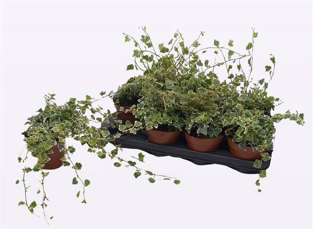 <h4>HEDERA WHITE WONDER P13</h4>