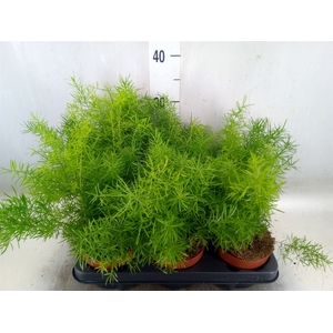 Asparagus dens. 'Sprengeri'